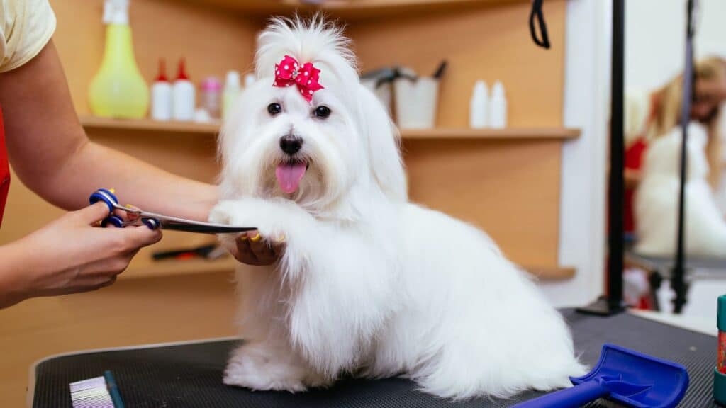 Where to Get Your Dog Groomed