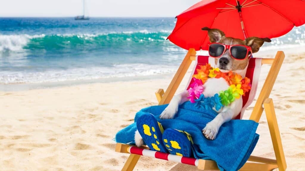 Moving to Playa del Carmen with Your Pet: A Complete Guide for Pet Owners