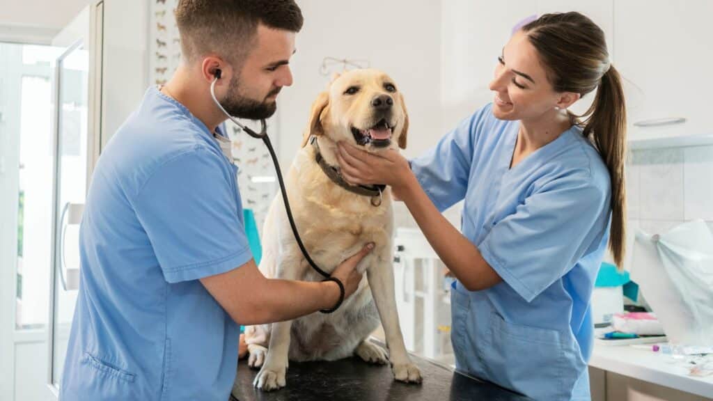 Veterinarians You Can Trust